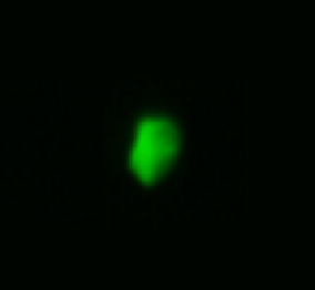 Nutlin-3